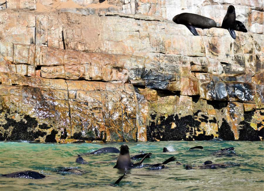 Plettenberg Bay: Seal Colony Viewing Excursion - Practical tips for a smoother departure