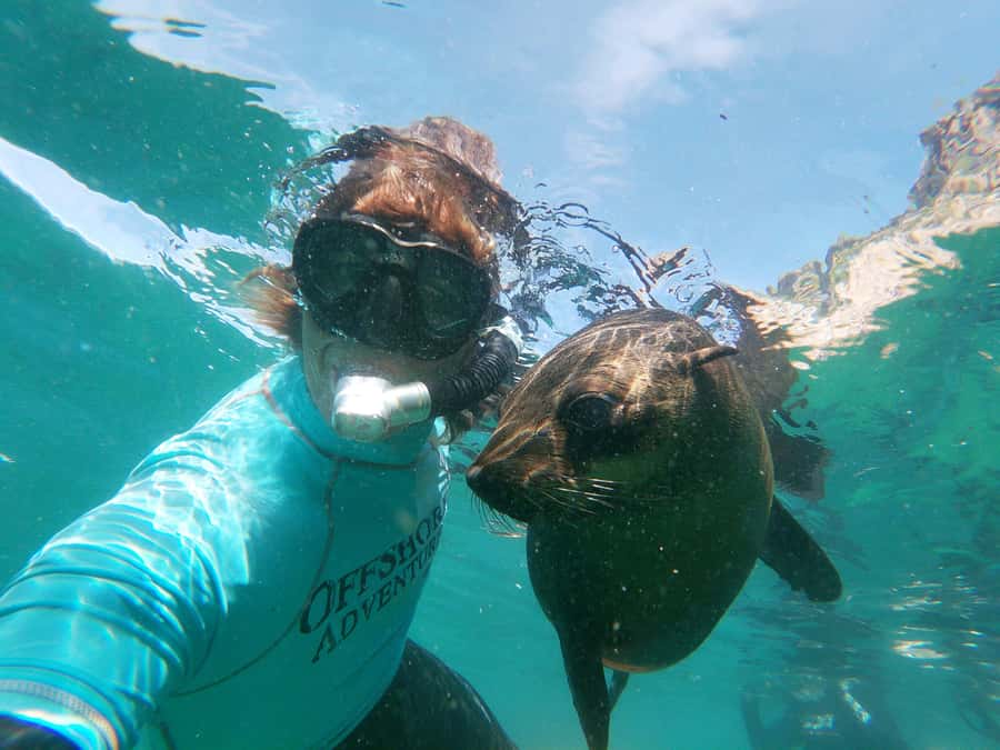 Plettenberg Bay: Swim with Seals - Meeting the seals at Robberg