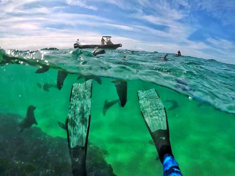 Plettenberg Bay: Swim with Seals - A clear briefing and properly fitted equipment