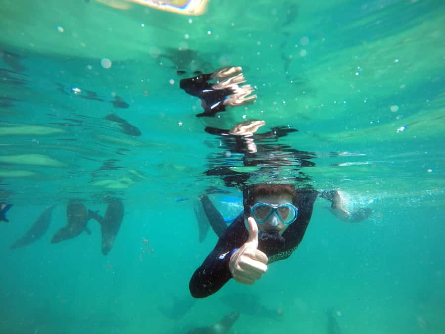 Plettenberg Bay: Swim with Seals - Thirty minutes among curious Cape fur seals