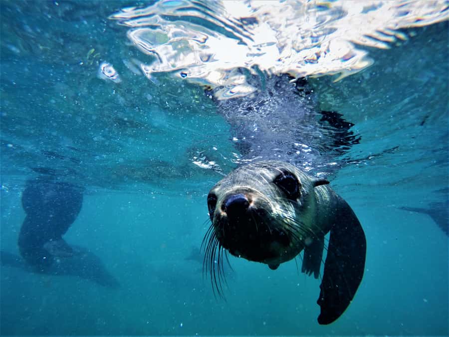 Plettenberg Bay: Swim with Seals - Photos included, custom video extra