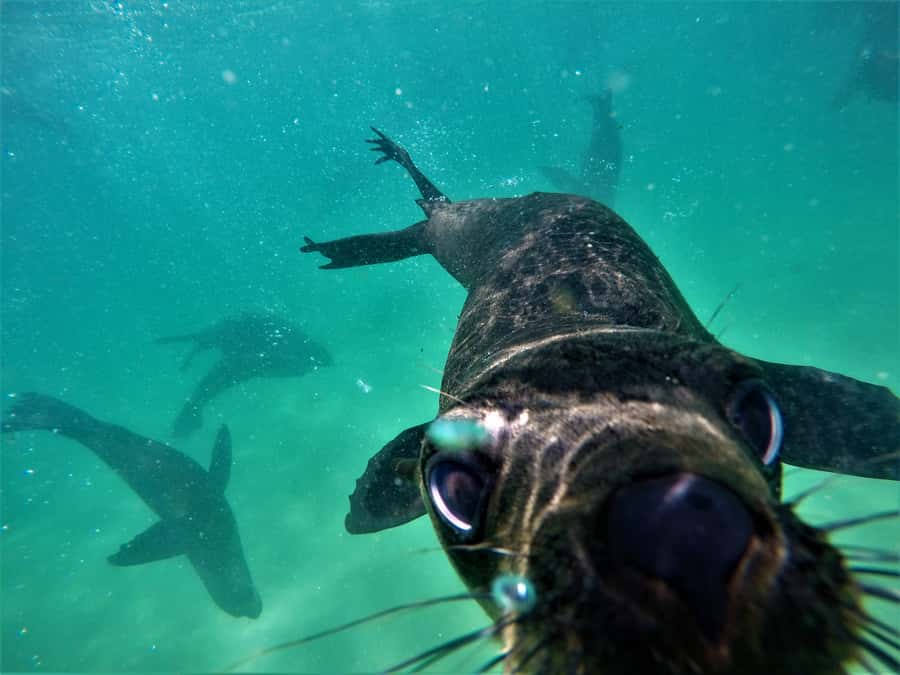 Plettenberg Bay: Swim with Seals - Is $61 a fair price?