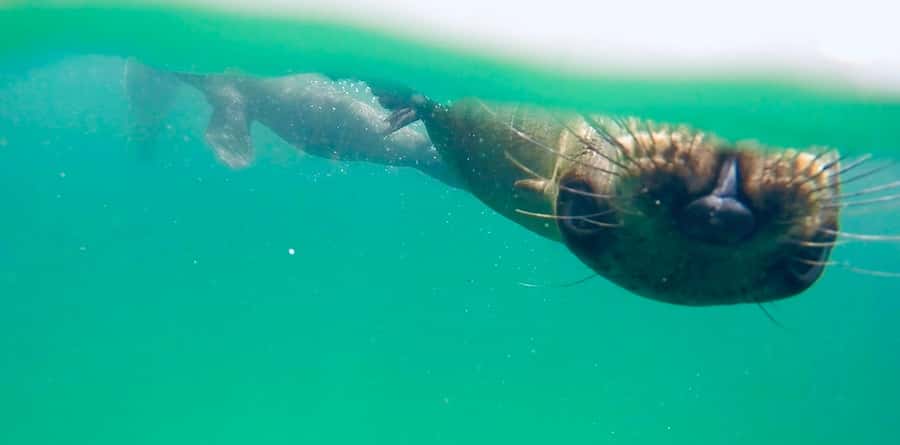 Plettenberg Bay: Swim with Seals - Who will enjoy this most?