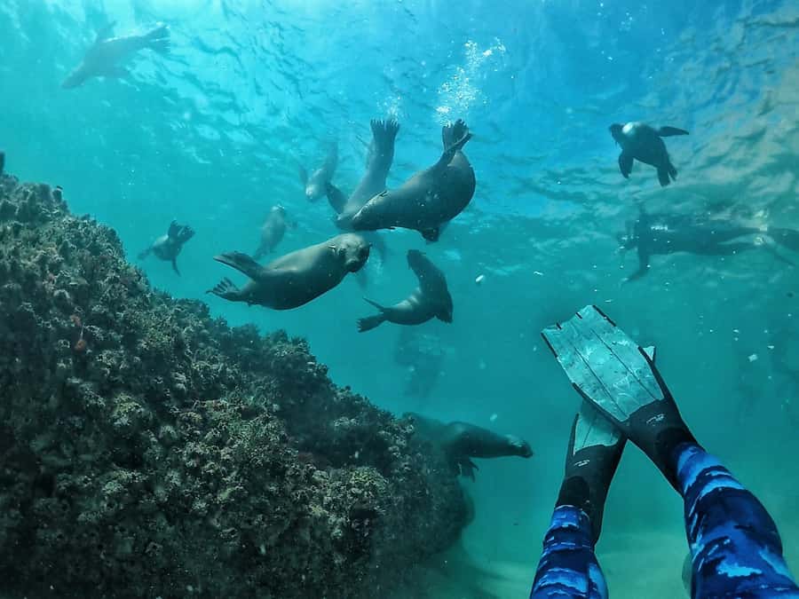 Plettenberg Bay: Swim with Seals - From Central Beach to the Robberg Express