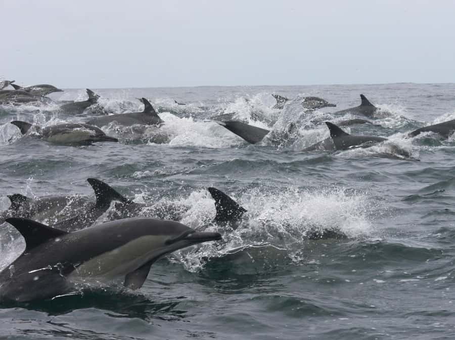 Plettenberg Bay: Whale Watching Boat Cruise - A beach launch into Plettenberg Bay