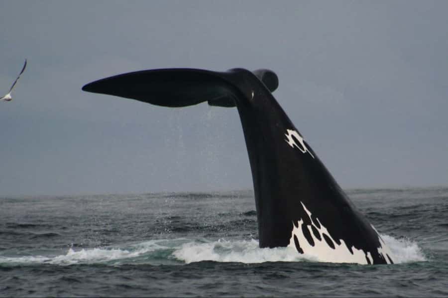 Plettenberg Bay: Whale Watching Boat Cruise - Two hours of searching the whale coastline