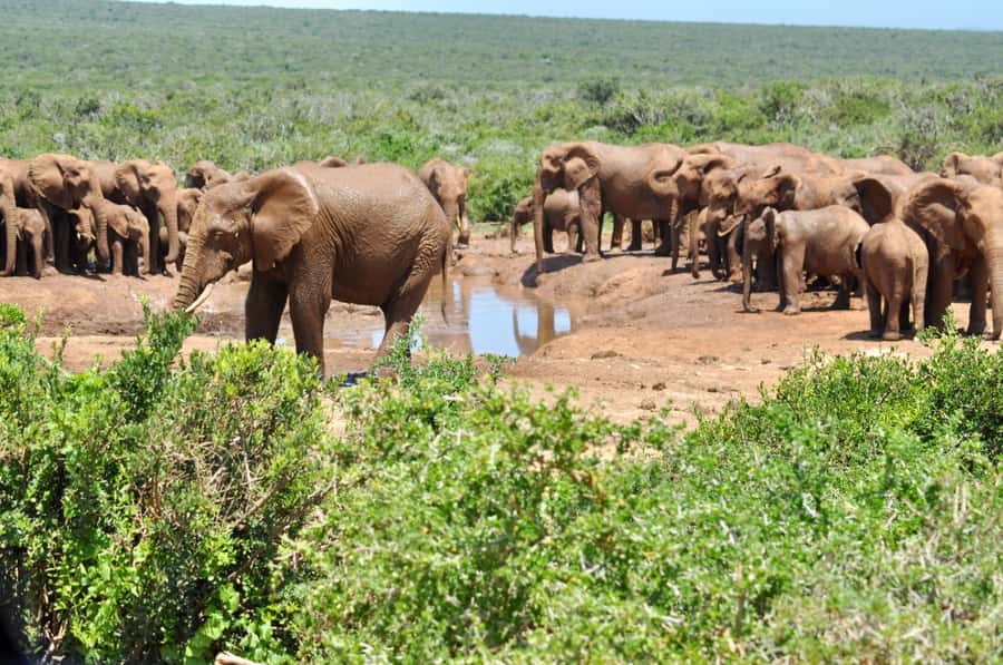 Port Elizabeth: Addo Elephant Park All-Inclusive Day Safari - Why Addo is such a rewarding day from Port Elizabeth
