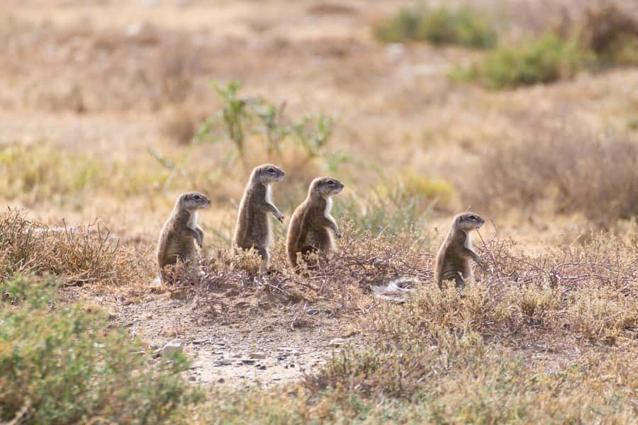 Port Elizabeth: Addo Elephant Park All-Inclusive Day Safari - Should you book it?