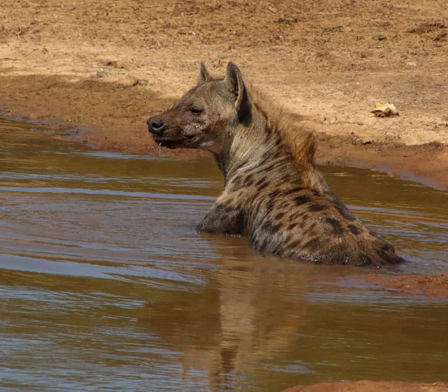 Port Elizabeth: Addo Elephant Park All-Inclusive Day Safari - The 35-minute ride from Port Elizabeth