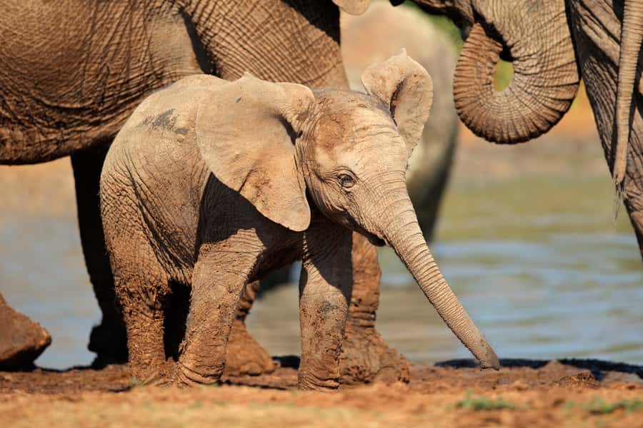 Port Elizabeth: Addo Elephant Park All-Inclusive Day Safari - The park restaurant and lunch break