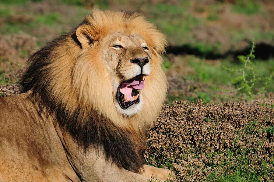Port Elizabeth: Addo Elephant Park All-Inclusive Day Safari - The afternoon drive and changing light
