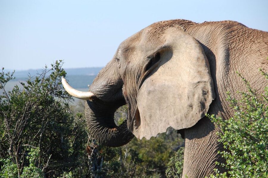 Port Elizabeth: Addo Elephant Park All-Inclusive Day Safari - What the guides add to the day