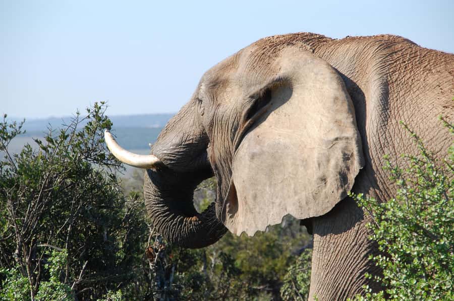 Port Elizabeth: Addo Elephant Park All-Inclusive Day Safari - The value of $176 for eight hours