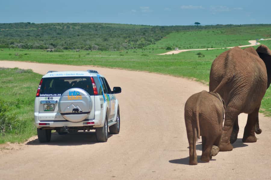 Port Elizabeth: Addo Elephant Park All-Inclusive Day Safari - Who should choose this Addo safari