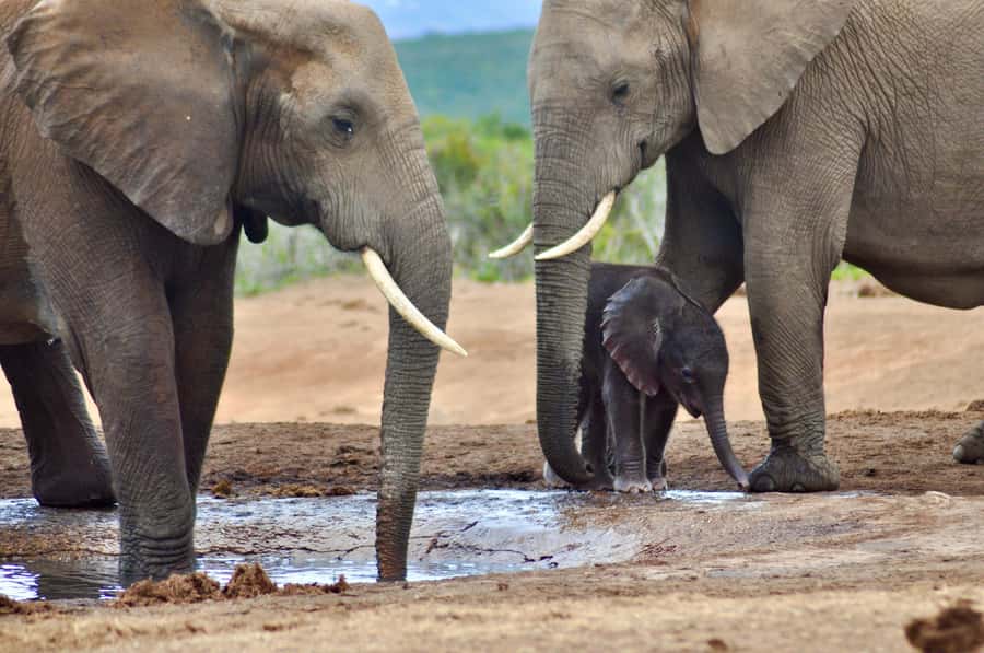 Port Elizabeth: Addo Elephant Park All-Inclusive Day Safari - Booking, cancellation, and timing