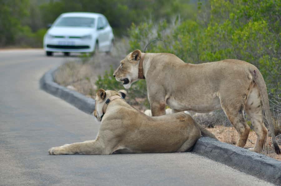 Port Elizabeth: Addo Elephant Park All-Inclusive Day Safari - The morning game drive: three hours of patient searching