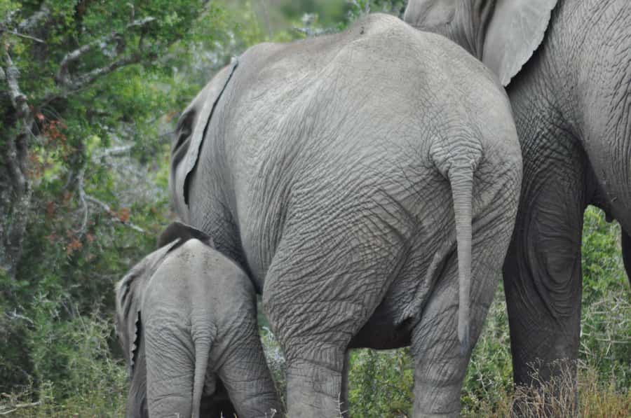 Port Elizabeth: Addo Elephant Park Shore Excursion with BBQ - What the $164 price really covers
