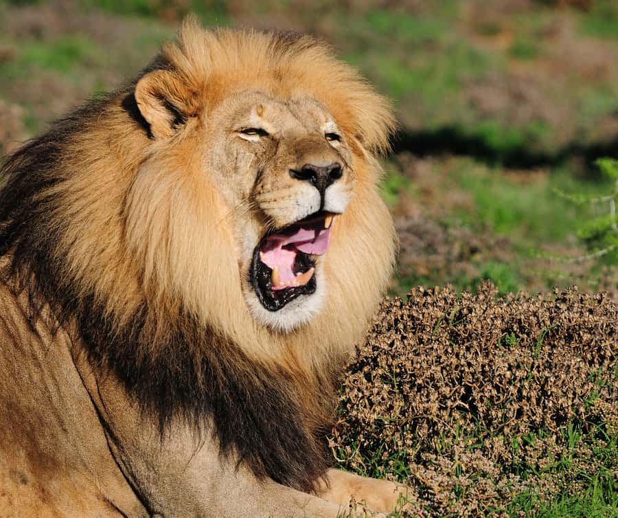 Port Elizabeth: Addo Elephant Park Shore Excursion with BBQ - Should you book it?