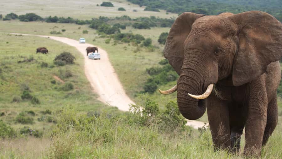 Port Elizabeth: Addo Elephant Park Shore Excursion with BBQ - The first game drive begins at Mathloweni Gate