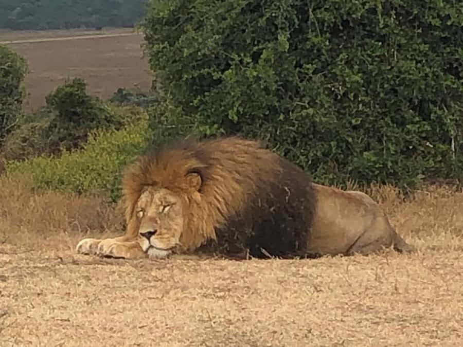 Port Elizabeth: Schotia Game Reserve Safari with Port Pickup - The animals you may see at Schotia