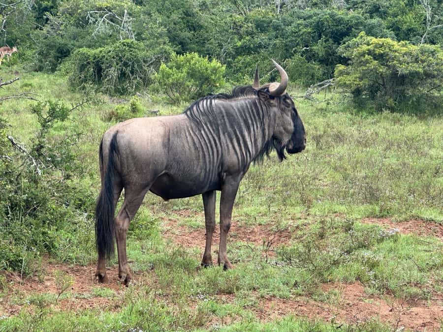 Port Elizabeth: Schotia Game Reserve Safari with Port Pickup - Guide quality and the value of local knowledge