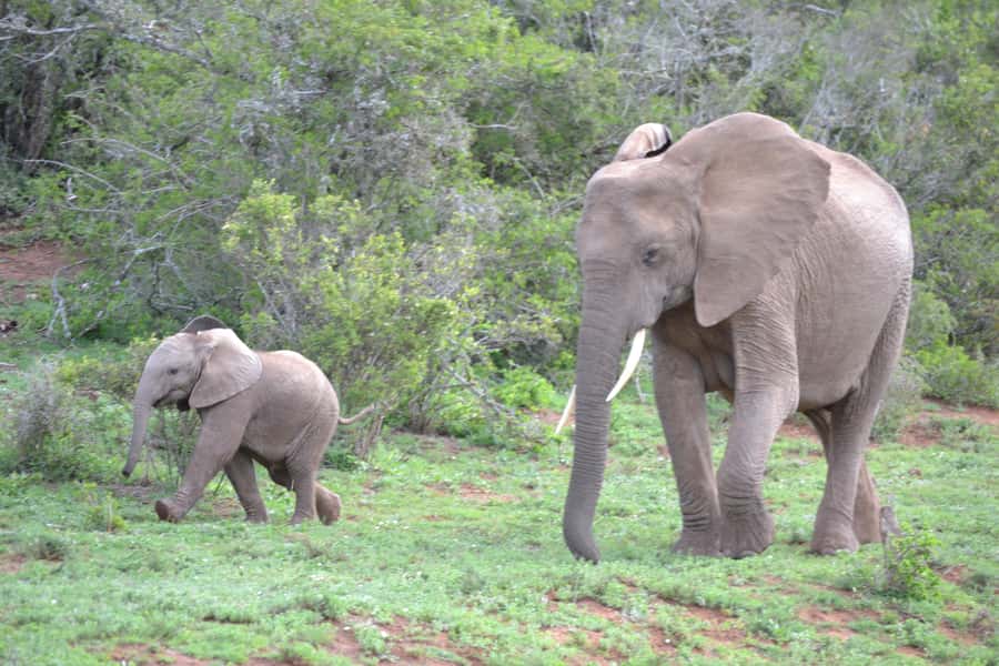Port Elizabeth: Schotia Game Reserve Safari with Port Pickup - Who will enjoy this safari most