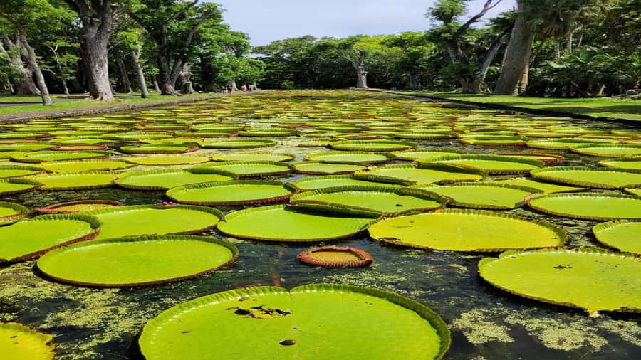 Port Louis Market, Botanical Garden -Northern Mauritius Tour - Key points to know before booking