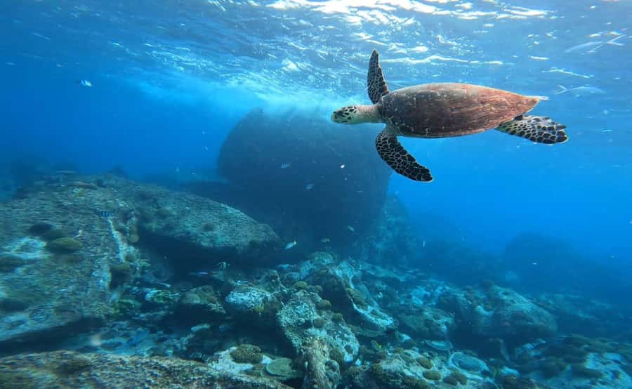 Praslin: Curieuse & St-Pierre Boat Adventure with Snorkeling - Who will get the most from this Praslin trip