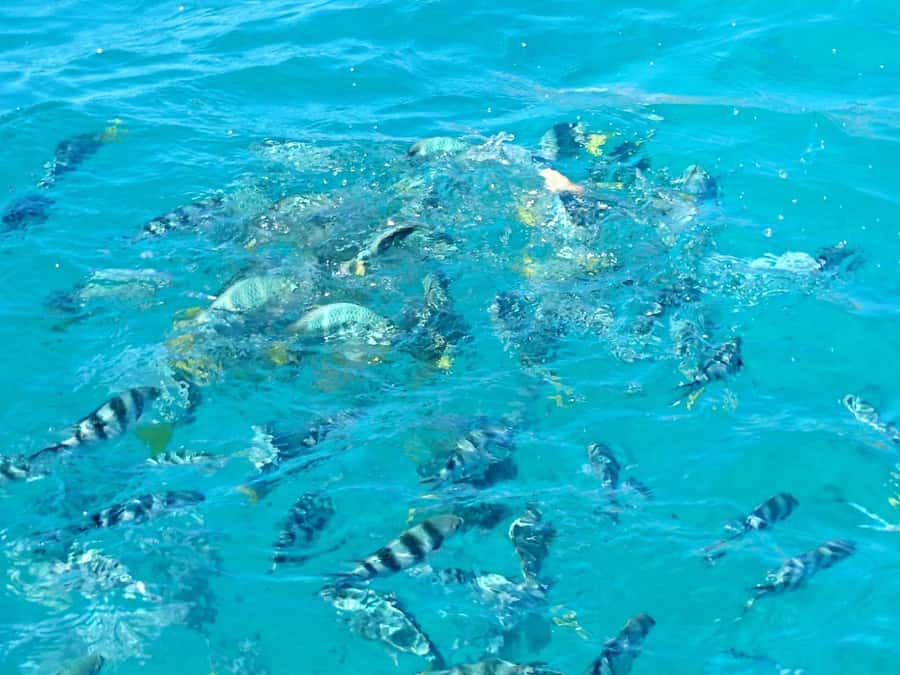 Praslin: Curieuse & St Pierre Island Day Trip with Barbecue - Comfort, facilities, and what to pack