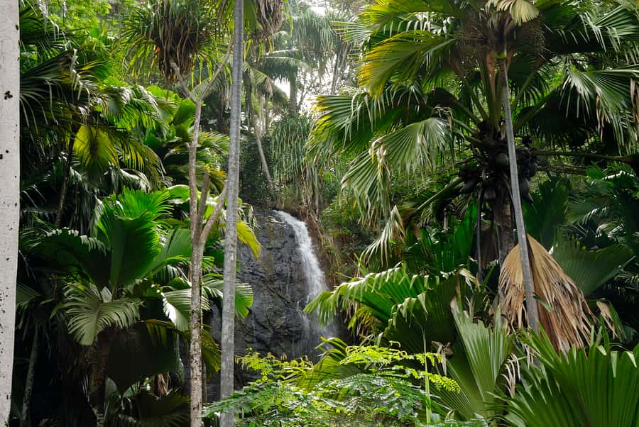 Praslin: Vallée de Mai and Anse Lazio Beach Full-day Tour - What to bring for a better day