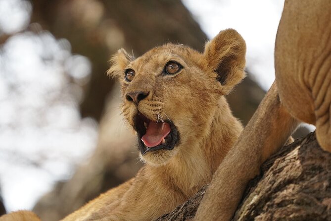 Private 6-Day Tarangire Manyara Crater and Serengeti with Mid-Range Lodges - Day five: the Ngorongoro Crater’s concentrated wildlife