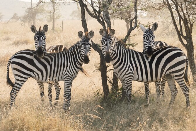 Private 6-Day Tarangire Manyara Crater and Serengeti with Mid-Range Lodges - Day one in Arusha: a useful soft landing