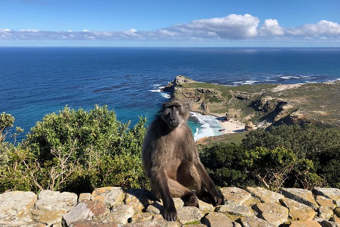 Private Day Tour to Cape Point , Penguins, Wine or Beer Tasting - Noordhoek Beach and a welcome short break