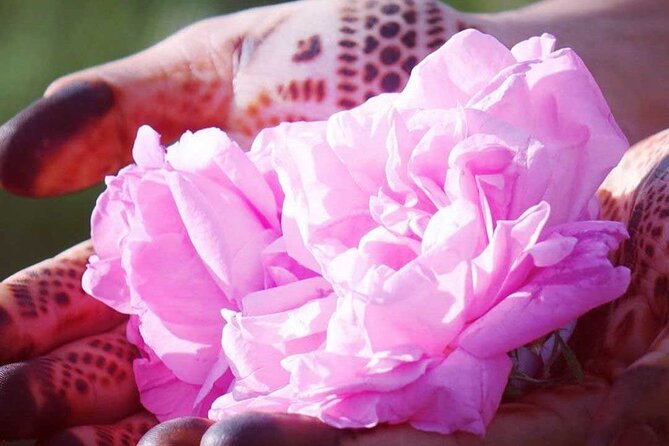 Private Excursion from Ouarzazate to Gorges Dades, Valley of Roses and Skoura - Why this Ouarzazate day trip works