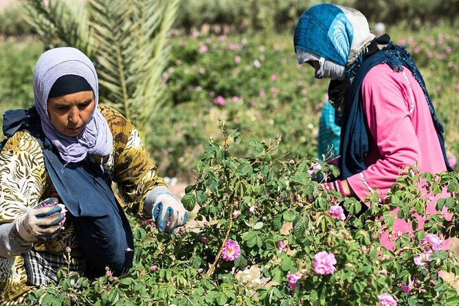 Private Excursion from Ouarzazate to Gorges Dades, Valley of Roses and Skoura - Lunch and a guided walk in Dades Gorges