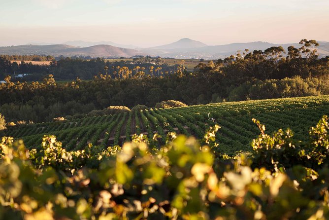 Private Full Day Stellenbosch Wine Tour with Pick Up and Drop Off - A private day among Stellenbosch’s wine estates