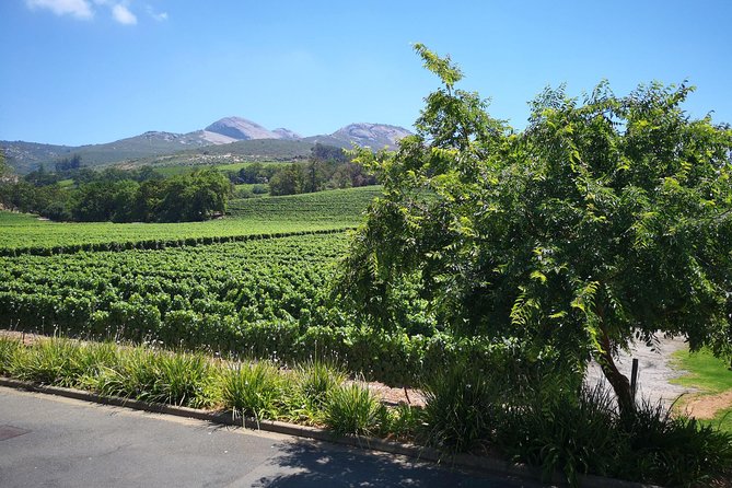 Private Stellenbosch, Franschhoek Paarl Wine Tour from Cape Town - Starting with Stellenbosch’s university avenues