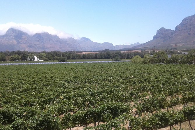Private Stellenbosch, Franschhoek Paarl Wine Tour from Cape Town - Wine estates and the first tasting