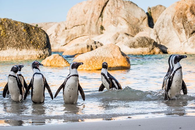 Private Tour: Cape of Good Hope and Cape Point from Cape Town - The Cape of Good Hope Nature Reserve