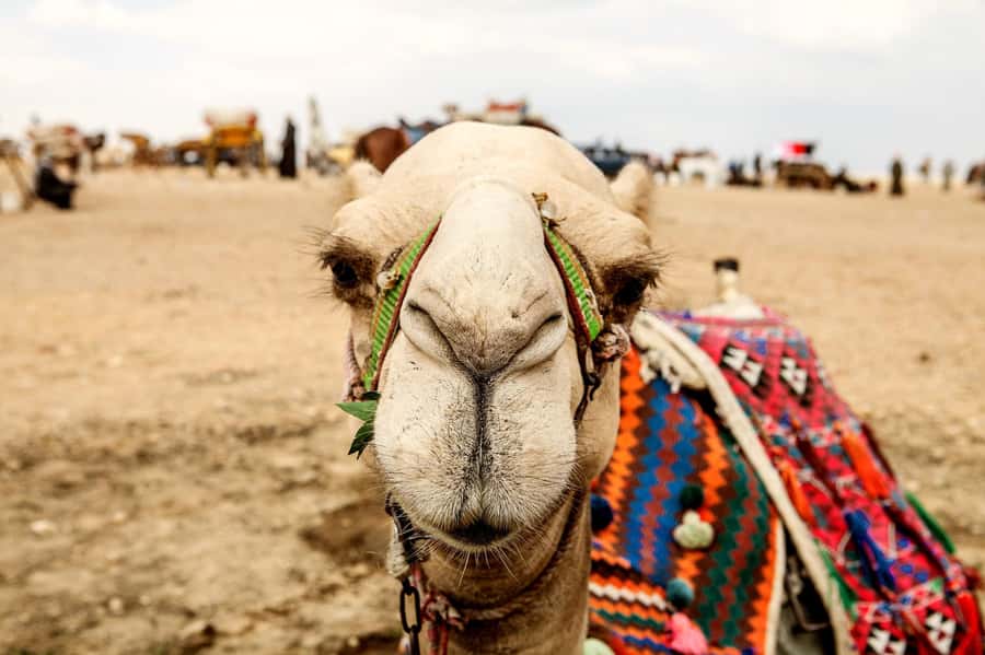 Pyramids of Giza and Great Sphinx: Private Half-Day Tour - Languages, flexibility, and booking terms