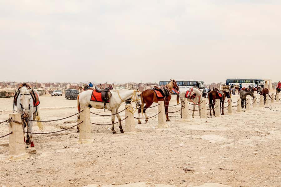 Pyramids of Giza and Great Sphinx: Private Half-Day Tour - Transport, vendors, and practical comfort