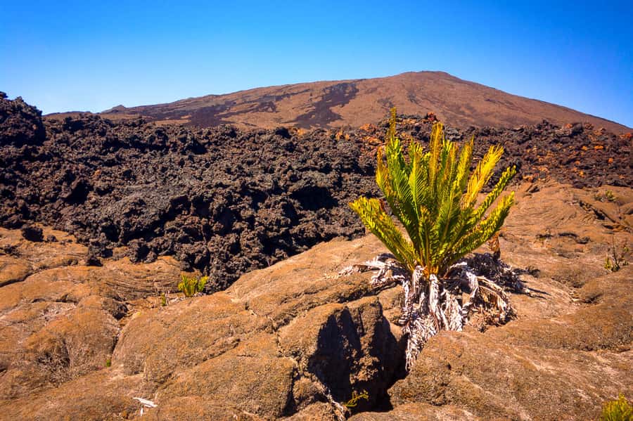Réunion: Piton de la Fournaise Guided Volcano Hike - Practical timing and cancellation advice