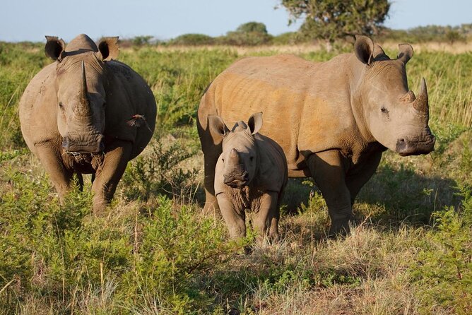 Rhino Game Drive - Key points to know before you book