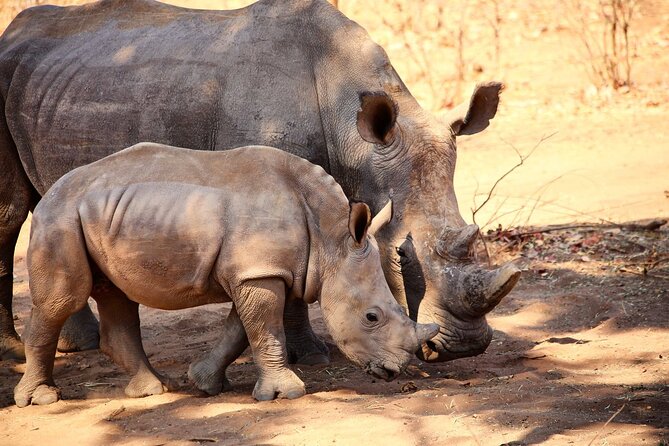 Rhino Game Drive - Why the white rhinos make this Livingstone outing special