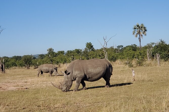 Rhino Game Drive - Who will get the most from this experience?