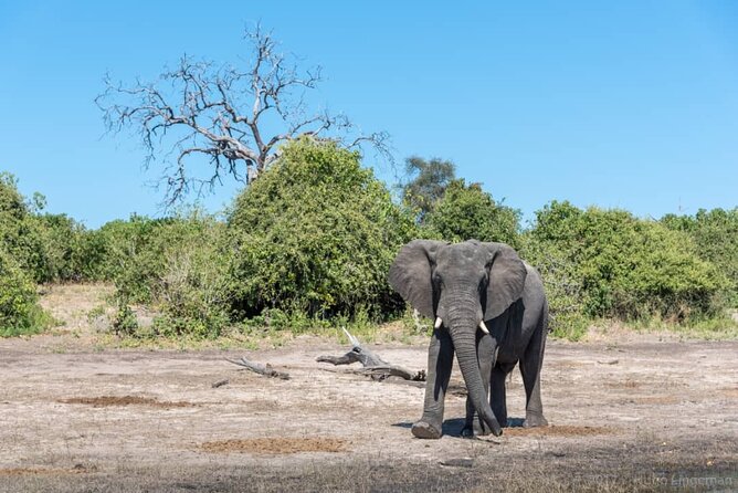 Rhino Game Drive - What the two-hour drive can include