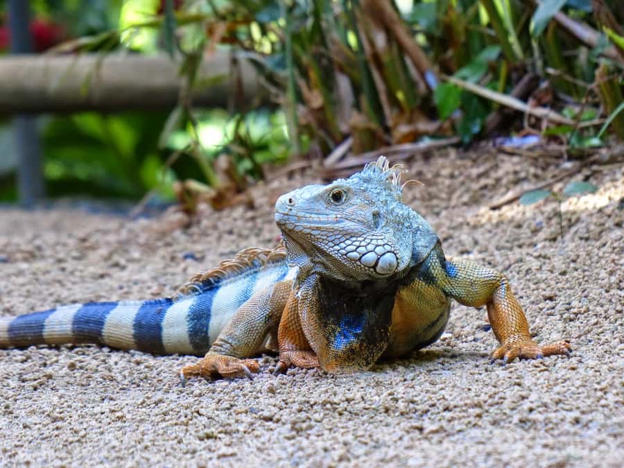 Riambel: South Tour w/ Crocodile Park & Seven Colored Earth - Why this southern Mauritius tour works