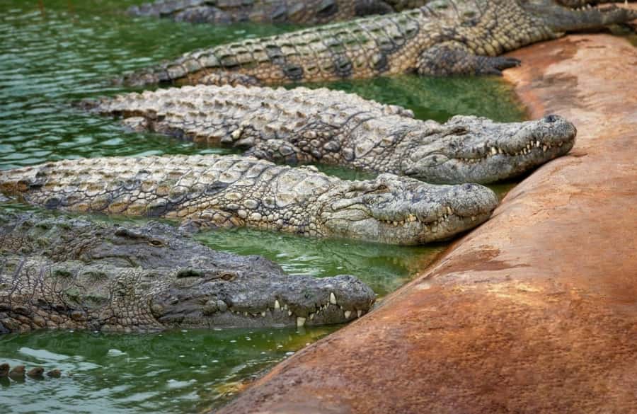 Riambel: South Tour w/ Crocodile Park & Seven Colored Earth - A three-course Mauritian lunch
