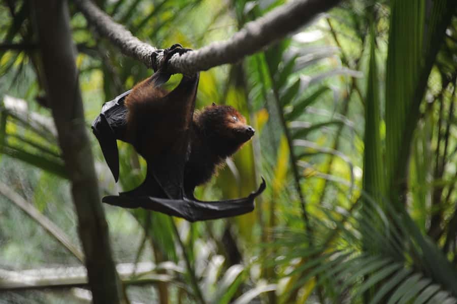 Riambel: South Tour w/ Crocodile Park & Seven Colored Earth - Trou aux Cerfs, a forested volcanic crater
