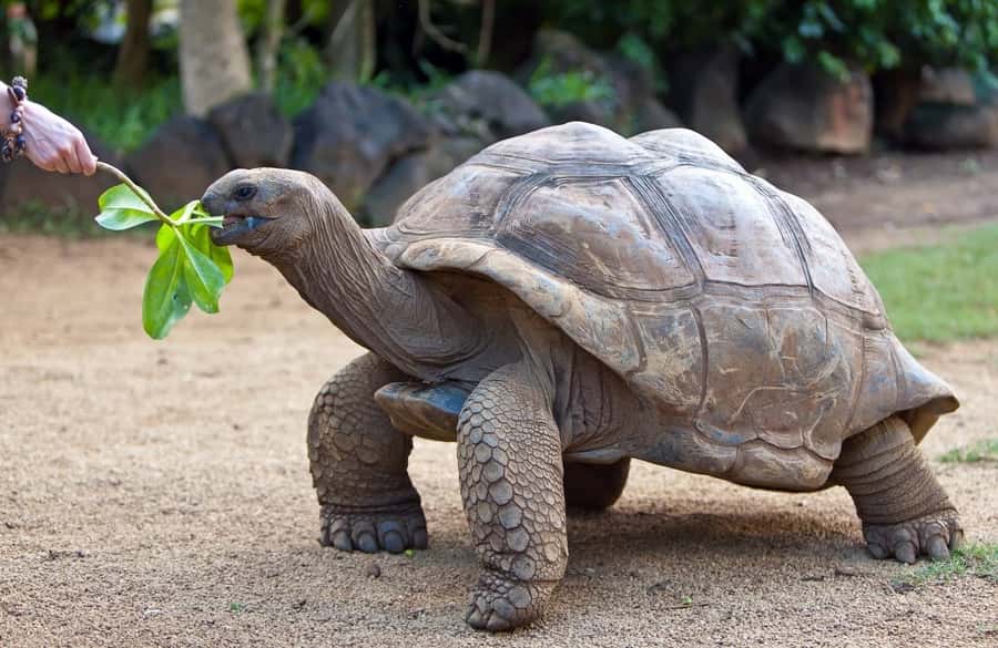 Riambel: South Tour w/ Crocodile Park & Seven Colored Earth - La Vanille Nature Park and its giant tortoises